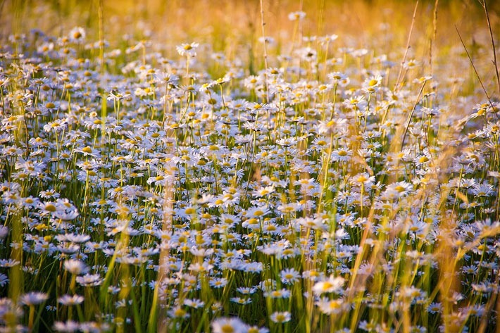 A field of chamomile flowers.
