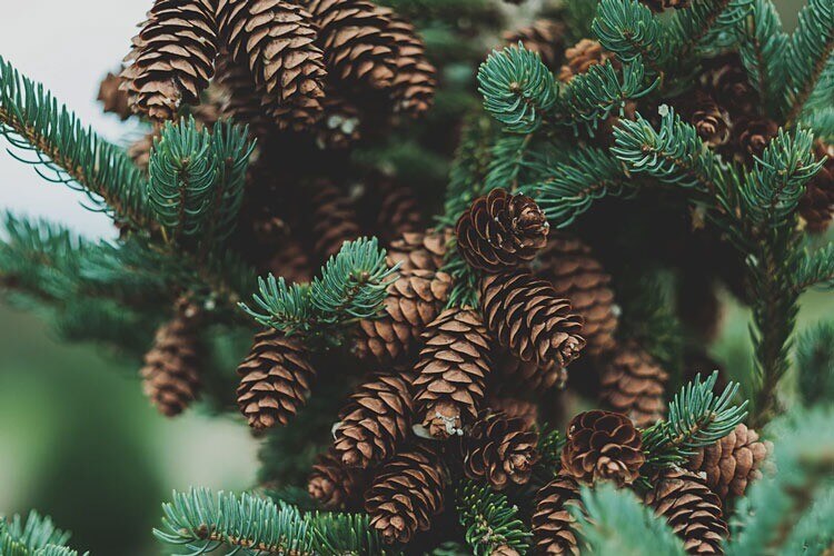 An abundance of pine cones on a pine tree.