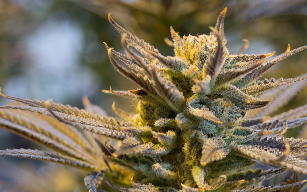 Indica Terpenes: The Top 5 Flavors You Need to Try