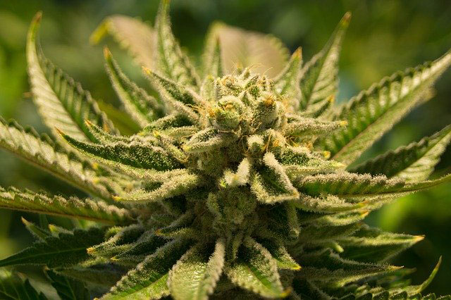 Cannabis flower terpenes profile