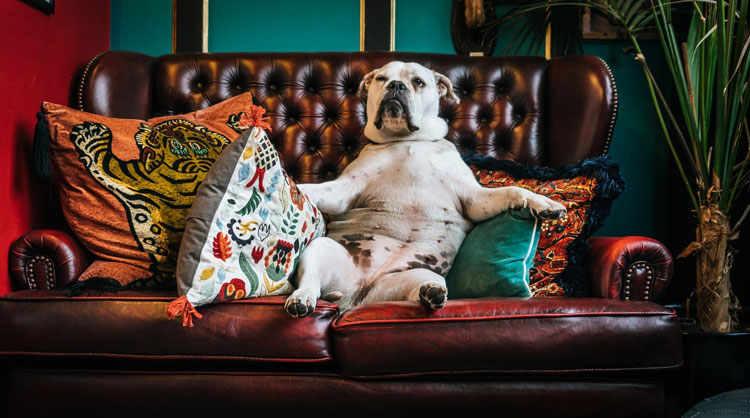 Sleepy bulldog sitting like a human on a leather couch